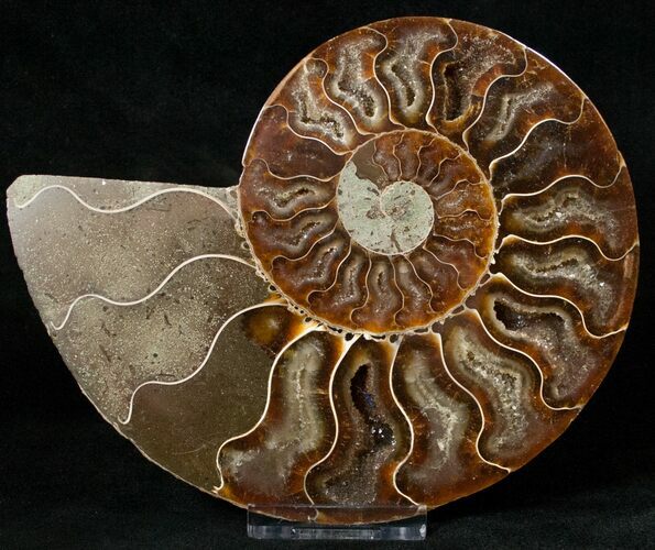 Cut Ammonite Fossil (Half) - Agatized #17850